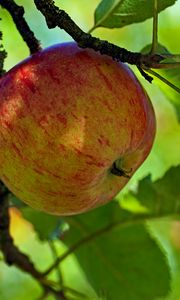 Preview wallpaper apple, fruit, branch, leaves