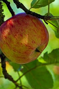 Preview wallpaper apple, fruit, branch, leaves