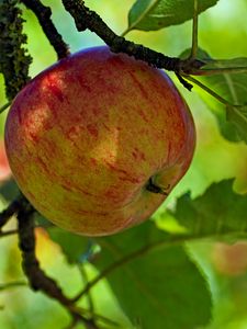 Preview wallpaper apple, fruit, branch, leaves