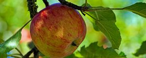 Preview wallpaper apple, fruit, branch, leaves