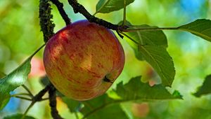 Preview wallpaper apple, fruit, branch, leaves