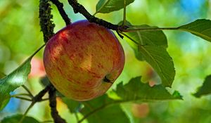 Preview wallpaper apple, fruit, branch, leaves