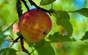 Preview wallpaper apple, fruit, branch, leaves