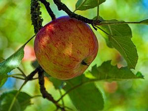 Preview wallpaper apple, fruit, branch, leaves