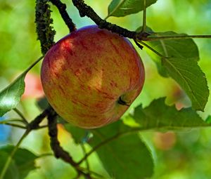 Preview wallpaper apple, fruit, branch, leaves