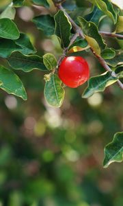 Preview wallpaper apple, fruit, branch, leaves, macro