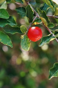 Preview wallpaper apple, fruit, branch, leaves, macro