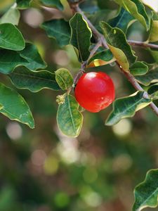 Preview wallpaper apple, fruit, branch, leaves, macro