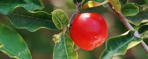 Preview wallpaper apple, fruit, branch, leaves, macro