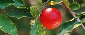 Preview wallpaper apple, fruit, branch, leaves, macro