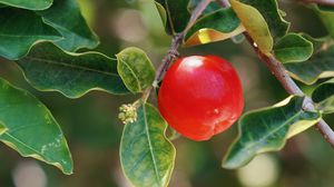 Preview wallpaper apple, fruit, branch, leaves, macro