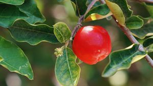 Preview wallpaper apple, fruit, branch, leaves, macro