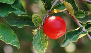 Preview wallpaper apple, fruit, branch, leaves, macro