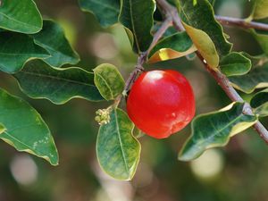 Preview wallpaper apple, fruit, branch, leaves, macro