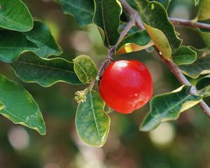 Preview wallpaper apple, fruit, branch, leaves, macro