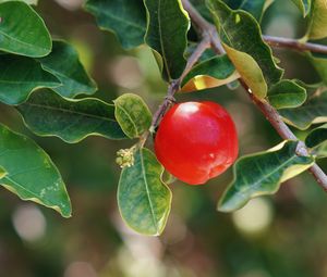 Preview wallpaper apple, fruit, branch, leaves, macro