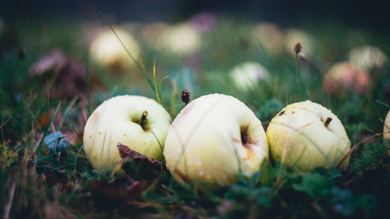 Wallpaper apple, fruit, drops, grass