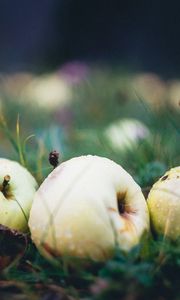 Preview wallpaper apple, fruit, drops, grass