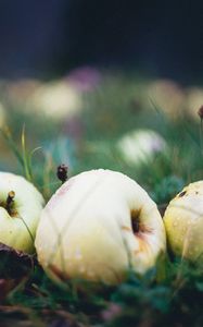 Preview wallpaper apple, fruit, drops, grass