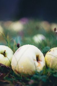 Preview wallpaper apple, fruit, drops, grass