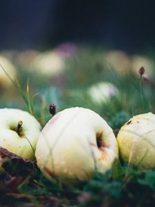 Preview wallpaper apple, fruit, drops, grass