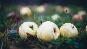 Preview wallpaper apple, fruit, drops, grass