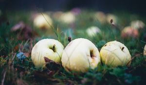 Preview wallpaper apple, fruit, drops, grass