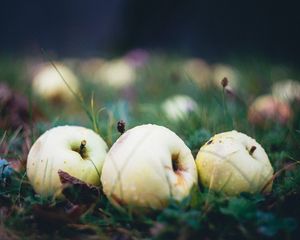 Preview wallpaper apple, fruit, drops, grass