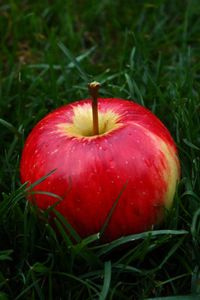 Preview wallpaper apple, fruit, grass