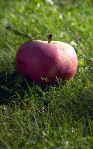 Preview wallpaper apple, fruit, grass, macro