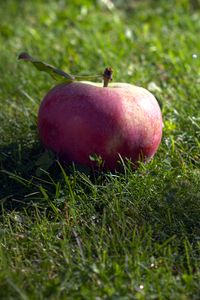 Preview wallpaper apple, fruit, grass, macro