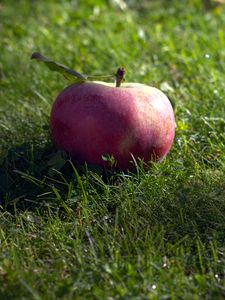 Preview wallpaper apple, fruit, grass, macro