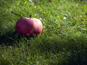 Preview wallpaper apple, fruit, grass, macro