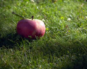 Preview wallpaper apple, fruit, grass, macro