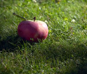 Preview wallpaper apple, fruit, grass, macro