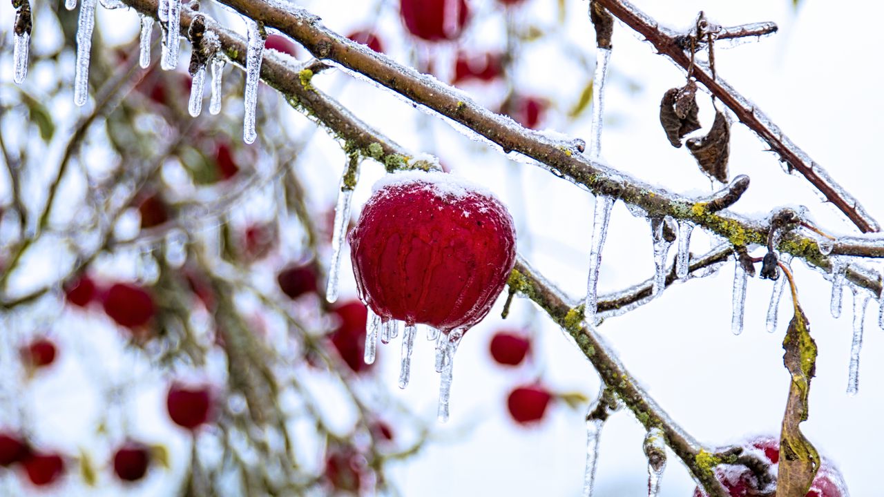 Wallpaper apple, fruit, ice, winter, red