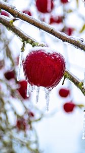 Preview wallpaper apple, fruit, ice, winter, red