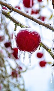 Preview wallpaper apple, fruit, ice, winter, red