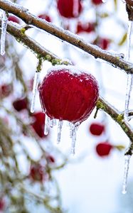 Preview wallpaper apple, fruit, ice, winter, red