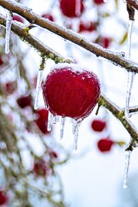 Preview wallpaper apple, fruit, ice, winter, red