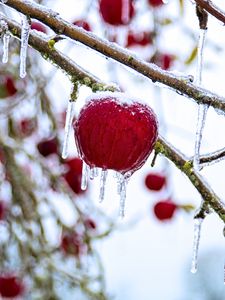 Preview wallpaper apple, fruit, ice, winter, red