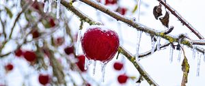 Preview wallpaper apple, fruit, ice, winter, red