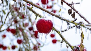 Preview wallpaper apple, fruit, ice, winter, red