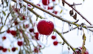 Preview wallpaper apple, fruit, ice, winter, red