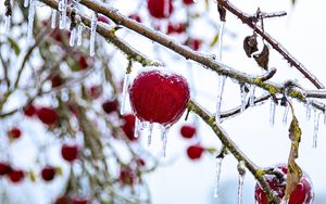 Preview wallpaper apple, fruit, ice, winter, red