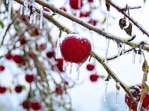 Preview wallpaper apple, fruit, ice, winter, red