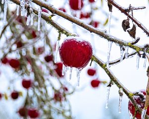 Preview wallpaper apple, fruit, ice, winter, red