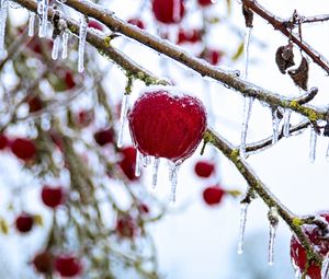 Preview wallpaper apple, fruit, ice, winter, red