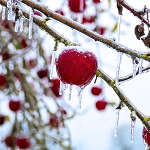 Preview wallpaper apple, fruit, ice, winter, red