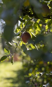 Preview wallpaper apple, fruit, leaves, branch, macro